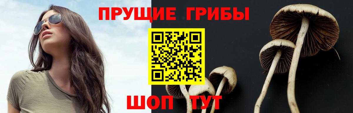 Галлюциногенные грибы GOLDEN TEACHER  Котлас  Псилоцибиновые грибы мицелий 